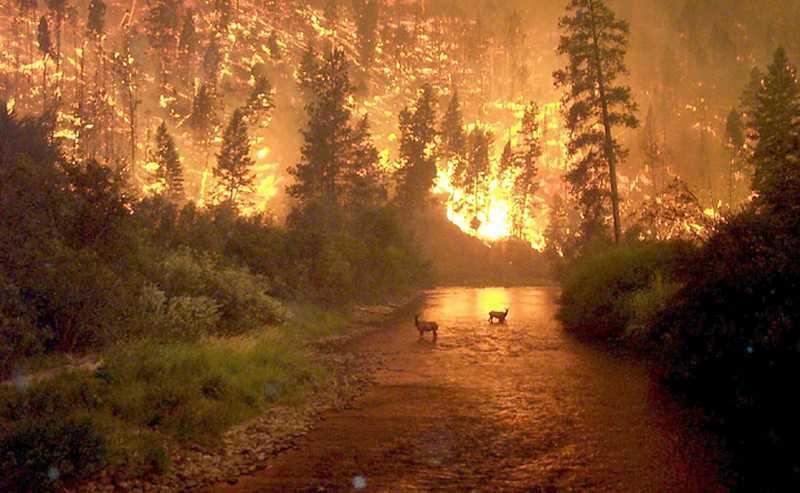 Fire in Bitterroot National Forest,Montana, August 6, 2000 by John McColgan